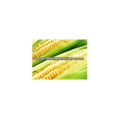 Thailand Fresh Natural Canned Preserved Sweet Kernel Corn