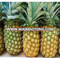 fresh pineapple with reasonable from Vietnam