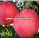 Stable quality wood apple fruit Red chief apple